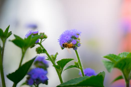 The background image of the colorful flowers, background nature