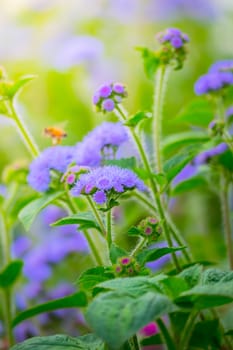 The background image of the colorful flowers, background nature