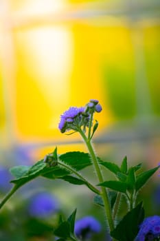 The background image of the colorful flowers, background nature