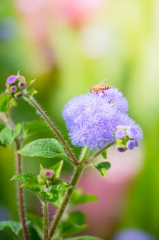 The background image of the colorful flowers, background nature