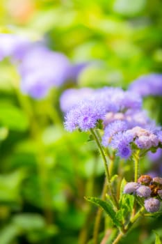 The background image of the colorful flowers, background nature