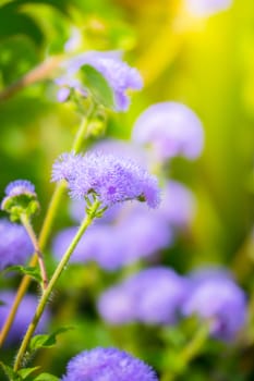 The background image of the colorful flowers, background nature