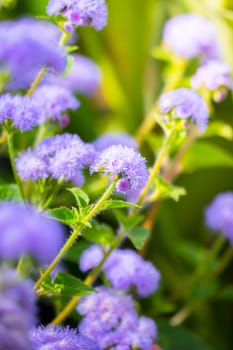 The background image of the colorful flowers, background nature