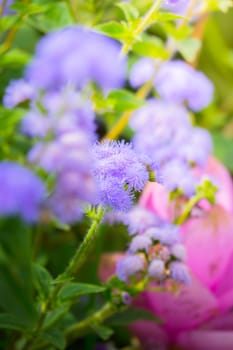 The background image of the colorful flowers, background nature