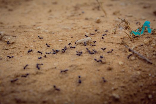 Closeup shot of a group of black ants walking on dirt.