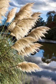 Sheffield Park Gardens