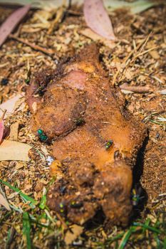 Green flies on a dirty piece of raw meat that lying on the ground.