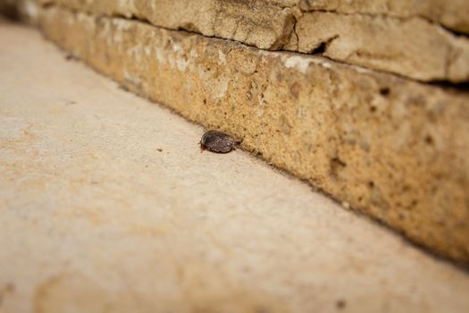 Female desert sand cockroach (Arenivaga africana).