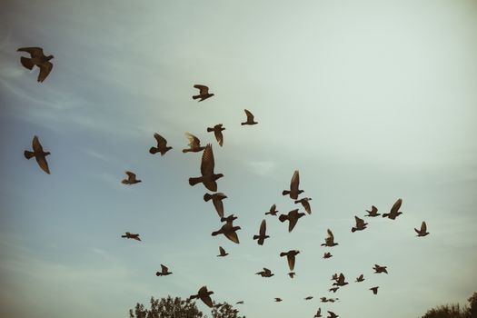 Silhouettes of flying pigeons in the skies.