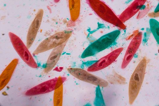 Paramecium caudatum under the microscope - Abstract shapes in color of green, red, orange and brown on white background.