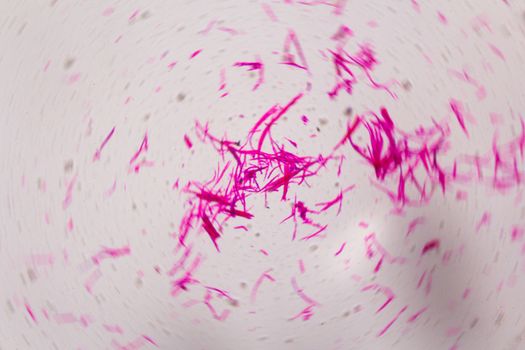 Smooth muscle separate under the microscope - Abstract pink lines on white background.