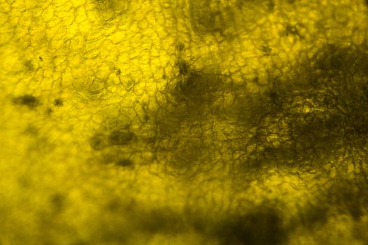 Yellow pepper under the microscope.