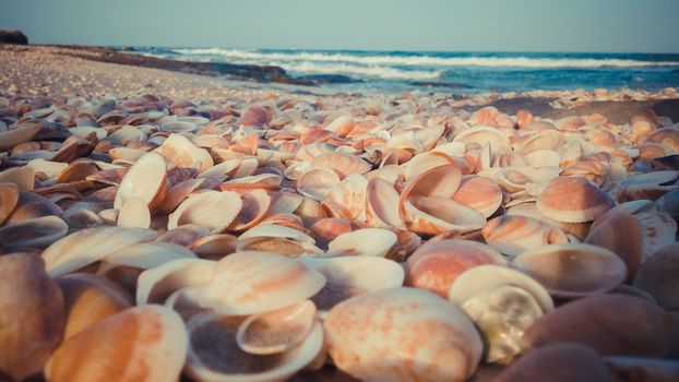 Sea shells on the beach - Close Up Selective Focus
