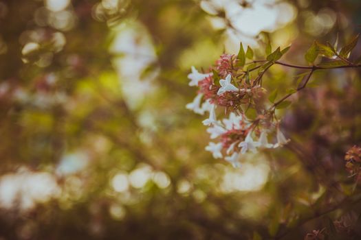 Summer afternoon moment. Forest vegetation. Vintage look.

