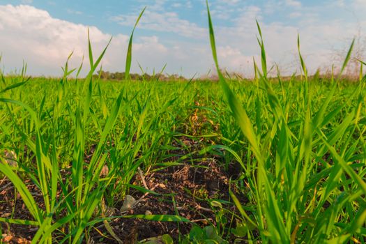 Crops growing in a field in the countryside.