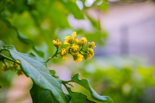 Fruit buds yellow flowers. Narrow focus.
