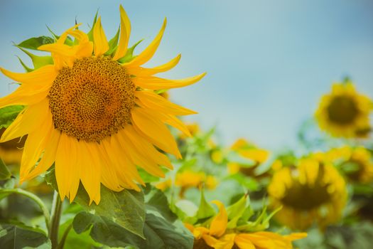 Sunflower in sunflower field.
