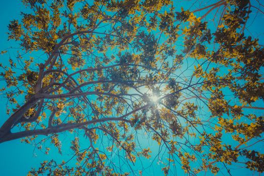 Sun breaks through the branches.
Tree with yellow leaves against the backdrop of blue sky.