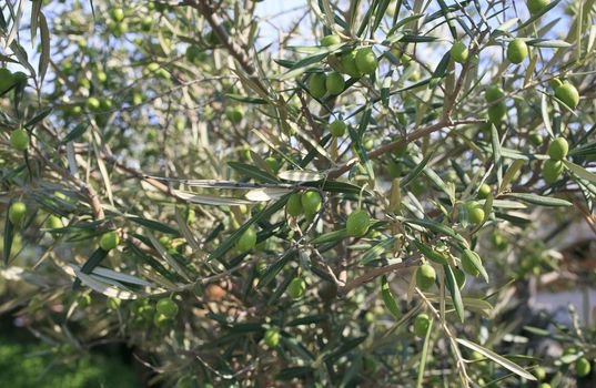 olive tree in andalucia, spain
