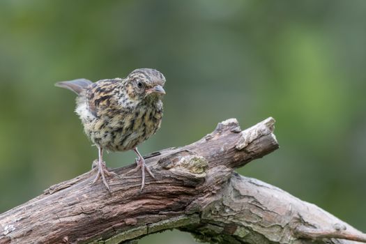 Young juvenile dunnock, hedge sparrow perched on a branch  looking inquisitive down to ground