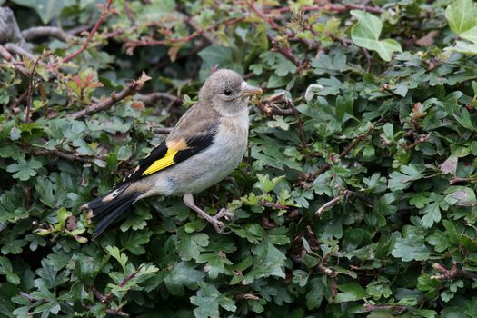 Juvenile goldfinch perched on a hedge looking to the right