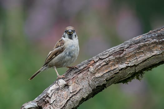 Portrait of a tree sparrow perched on a branch looking directly forward at the camera