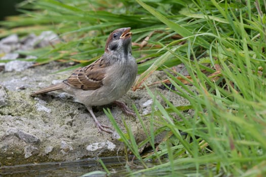 A juvenile tree sparrow perched on a rock by a pool drinking with its beak pointing up in the air