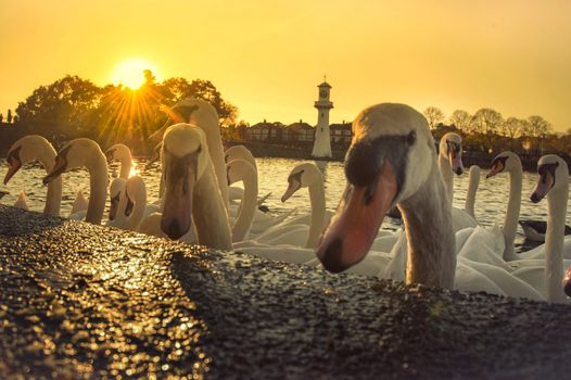 Roath Park, Cardiff, Wales, U.K.
