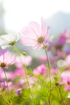 Cosmos flowers during sunset