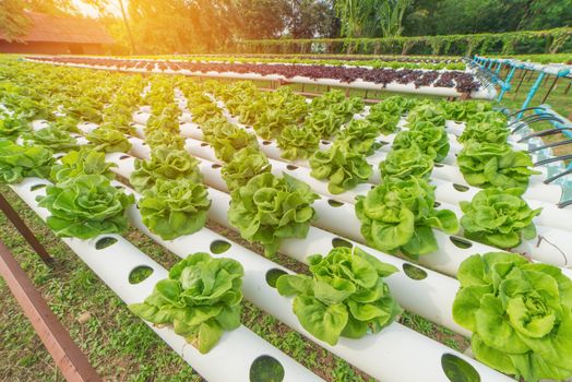 Organic hydroponic vegetable in the cultivation farm.