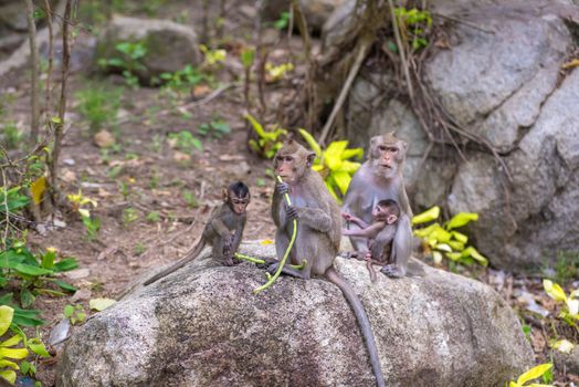 monkey and her little baby in national park, crab-eating macaque.