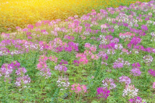 Cleome flower (Cleome hassleriana) or spider flower in beautiful garden.