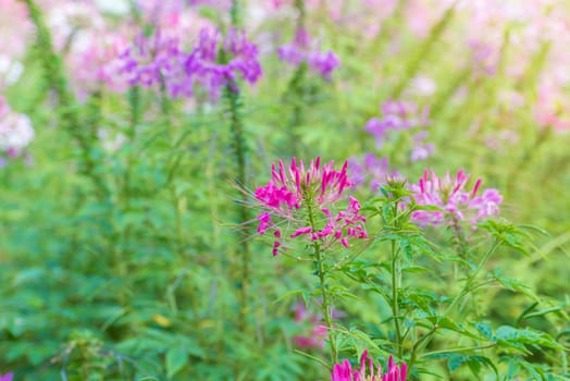 Cleome flower (Cleome hassleriana) or spider flower in beautiful garden.