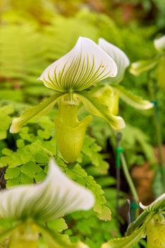 colorful of lady's slipper orchid in Beautiful garden. (Paphiopedilum Callosum)