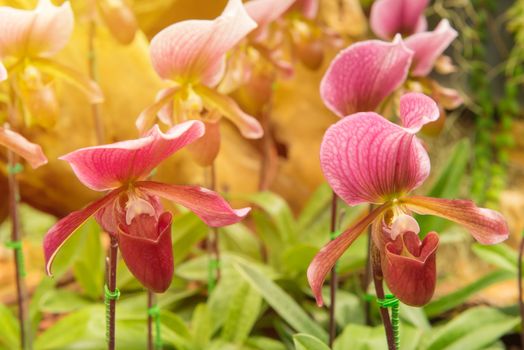 colorful of lady's slipper orchid in Beautiful garden. (Paphiopedilum Callosum)