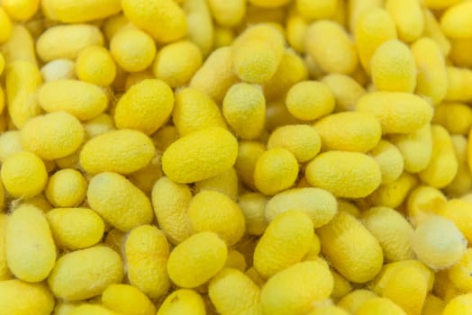 yellow silkworm cocoons shell. This is a source of silk thread and silk fabric.