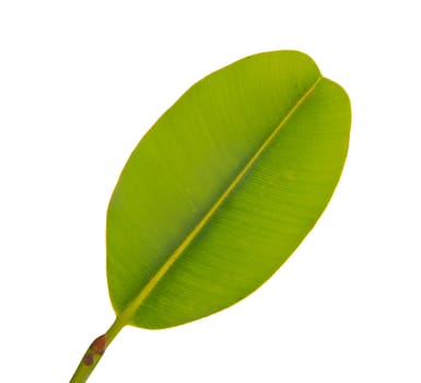 banana leaf isolated on a white background.