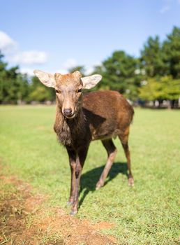 Red Deer