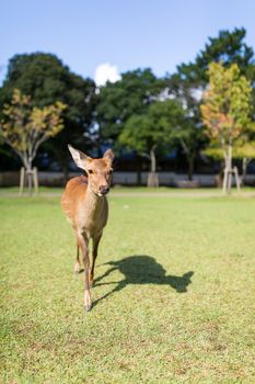 Red Deer in the park