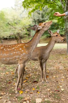 Feeding deer