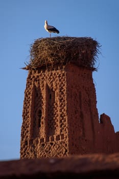 Stork on the old kasbah tower in the Atlas Mountains of Morocco.