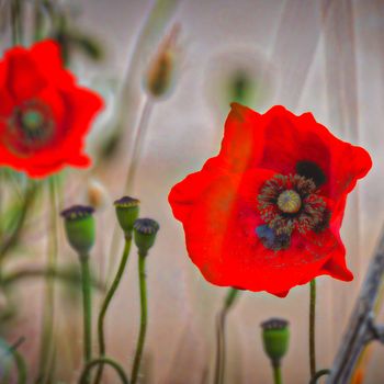 Poppies flowering in Sardinia