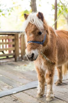 Cute horse