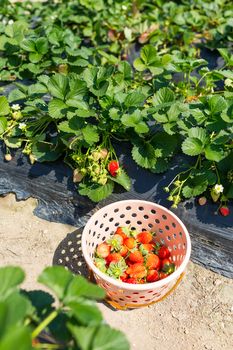 Basket of fresh strawberries in the field