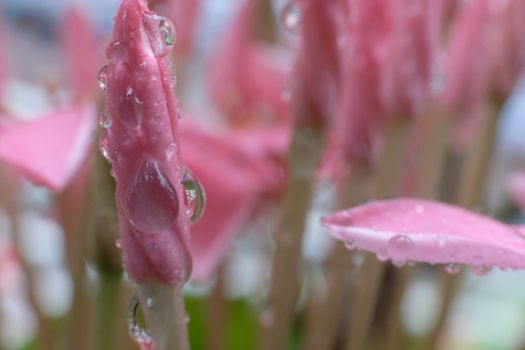 Beautiful spring daisy flowers with dew drop