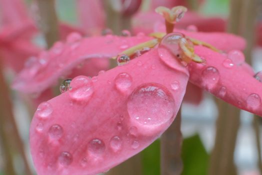 Beautiful spring daisy flowers with dew drop