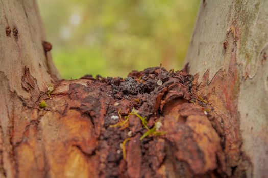 Old rough brown dry tree trunk surface closeup.