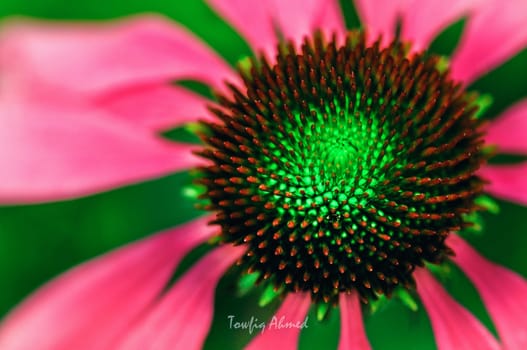 Gerbera flowers on green