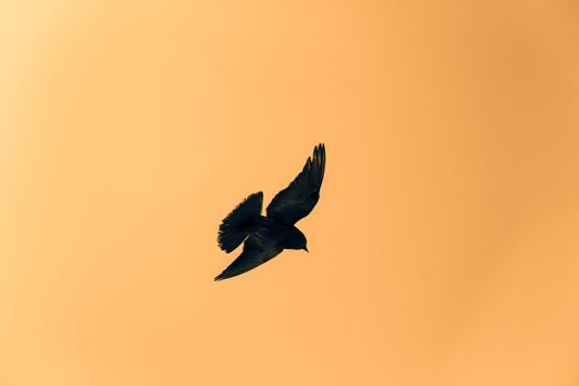 Silhouette of a pigeon flying in the yellow sky.