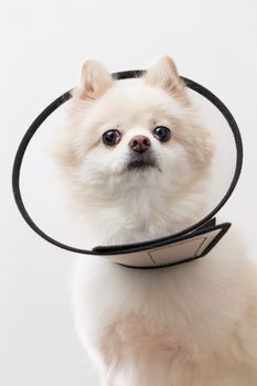White Pomeranian with protective lampshade
